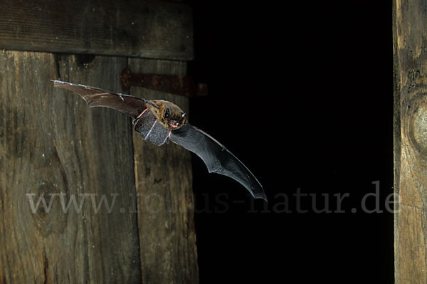 Zwergfledermaus (Pipistrellus pipistrellus)