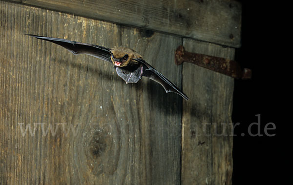 Zwergfledermaus (Pipistrellus pipistrellus)