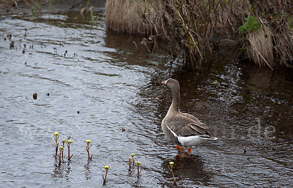 Zwerggans (Anser erythropus)