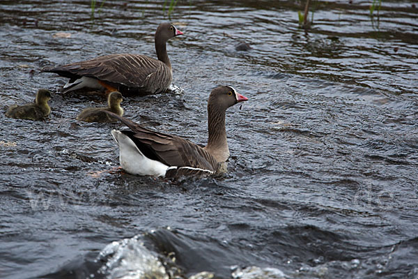 Zwerggans (Anser erythropus)