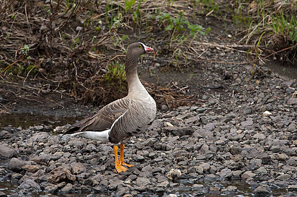 Zwerggans (Anser erythropus)