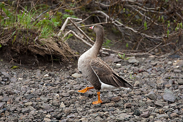 Zwerggans (Anser erythropus)