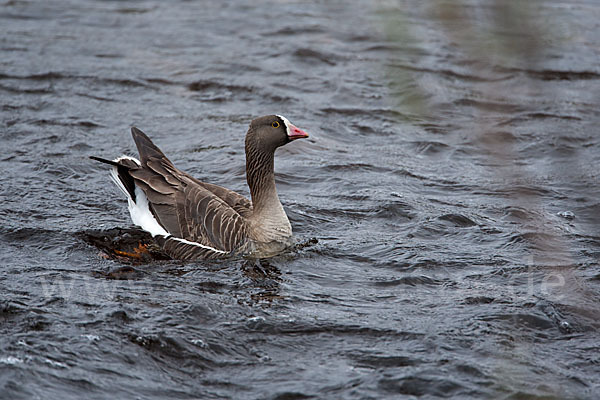 Zwerggans (Anser erythropus)