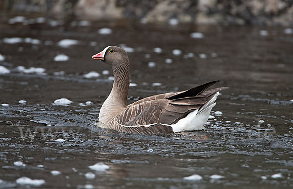 Zwerggans (Anser erythropus)