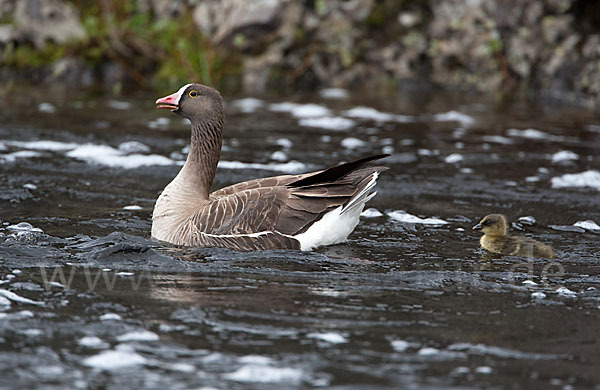 Zwerggans (Anser erythropus)