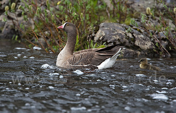 Zwerggans (Anser erythropus)