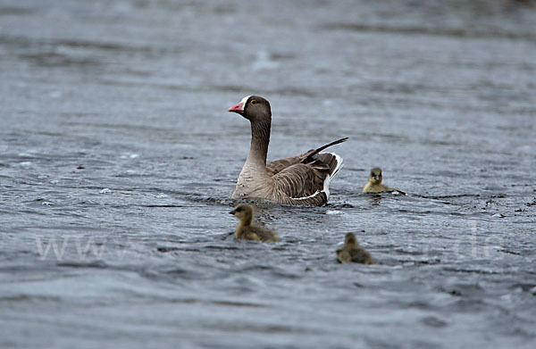 Zwerggans (Anser erythropus)