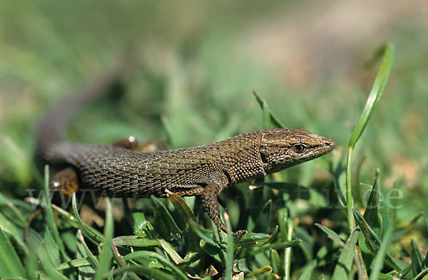 Zwergkieleidechse (Algyroides fitzingeri)