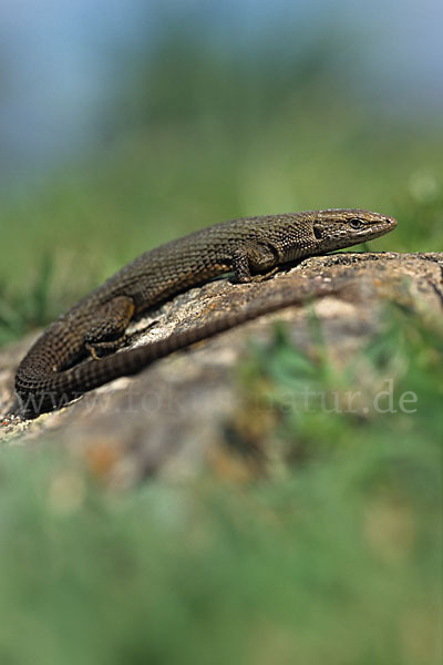 Zwergkieleidechse (Algyroides fitzingeri)