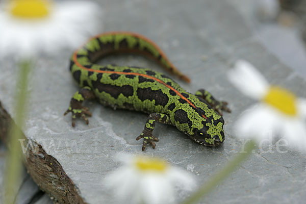 Zwergmarmormolch (Triturus pygmaeus)