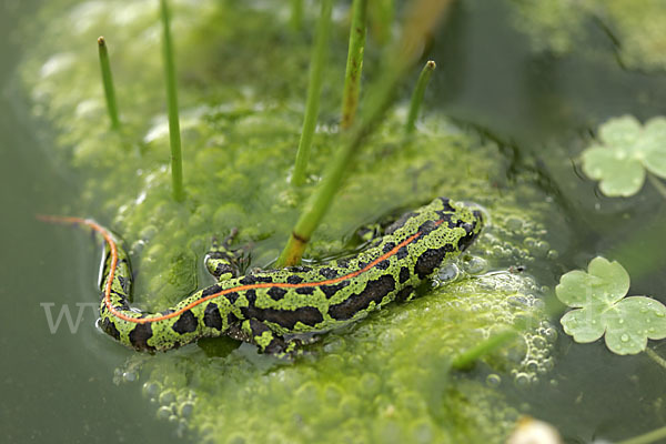 Zwergmarmormolch (Triturus pygmaeus)