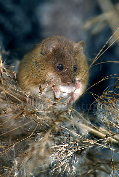 Zwergmaus (Micromys minutus)