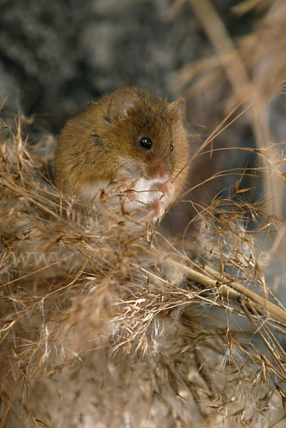 Zwergmaus (Micromys minutus)