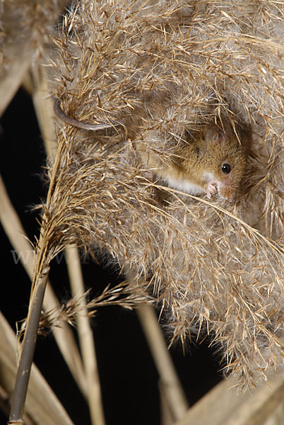 Zwergmaus (Micromys minutus)