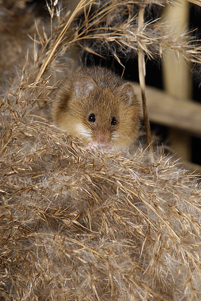 Zwergmaus (Micromys minutus)