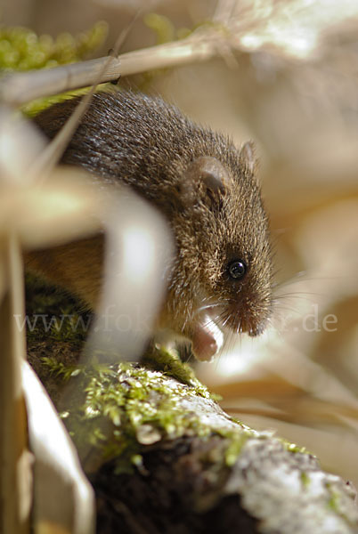 Zwergmaus (Micromys minutus)