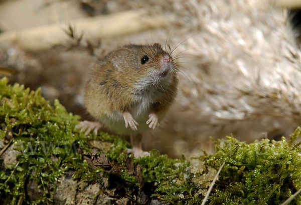 Zwergmaus (Micromys minutus)