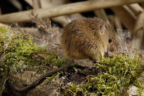 Zwergmaus (Micromys minutus)