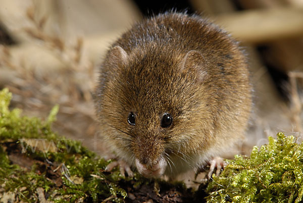 Zwergmaus (Micromys minutus)