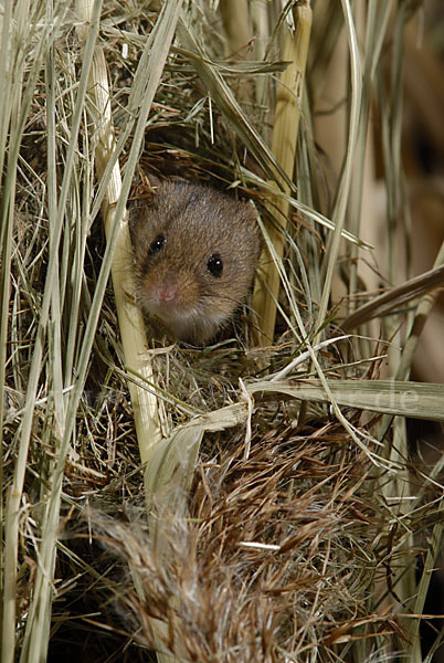 Zwergmaus (Micromys minutus)