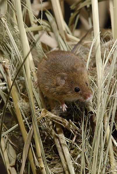 Zwergmaus (Micromys minutus)