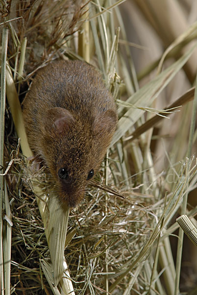 Zwergmaus (Micromys minutus)