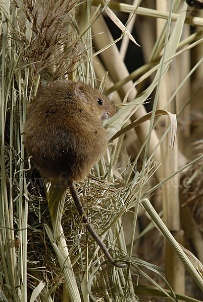 Zwergmaus (Micromys minutus)