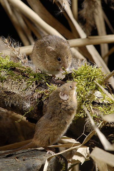 Zwergmaus (Micromys minutus)