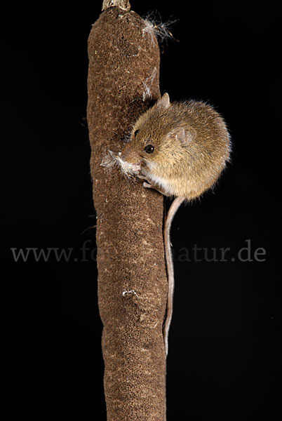 Zwergmaus (Micromys minutus)