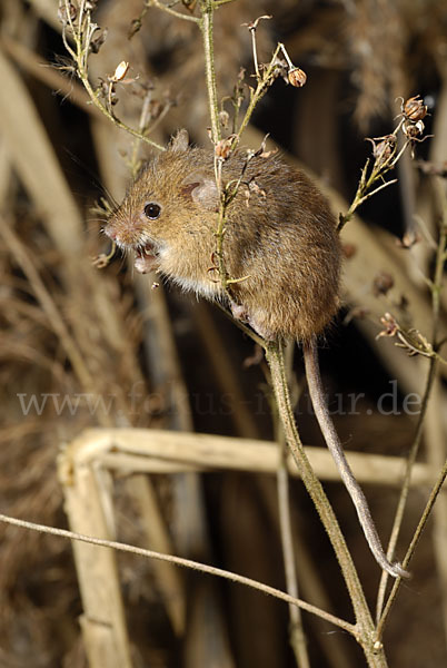 Zwergmaus (Micromys minutus)