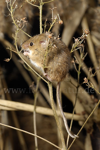 Zwergmaus (Micromys minutus)