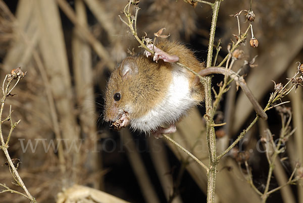 Zwergmaus (Micromys minutus)