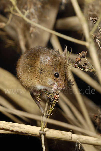 Zwergmaus (Micromys minutus)