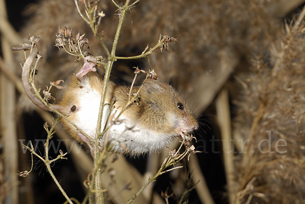 Zwergmaus (Micromys minutus)