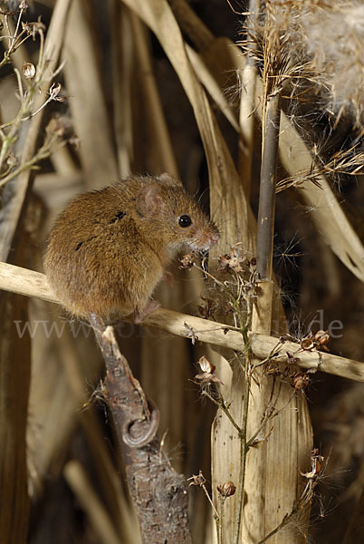 Zwergmaus (Micromys minutus)