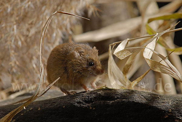 Zwergmaus (Micromys minutus)