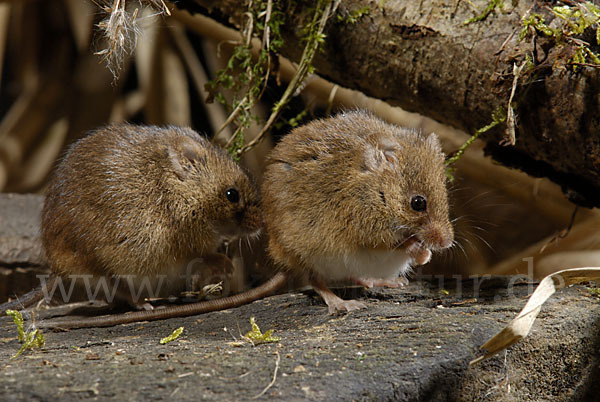 Zwergmaus (Micromys minutus)