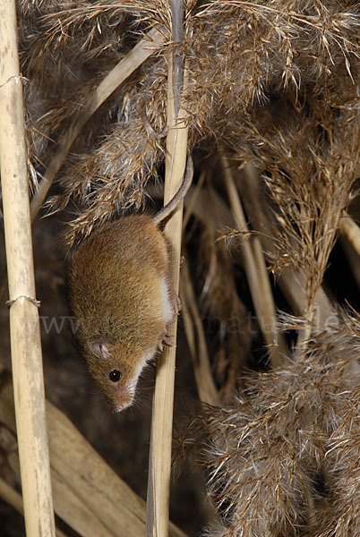 Zwergmaus (Micromys minutus)