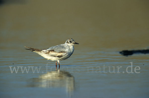 Zwergmöwe (Larus minutus)