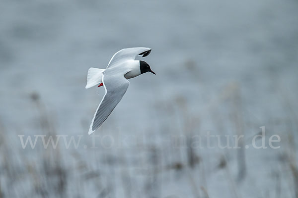 Zwergmöwe (Larus minutus)