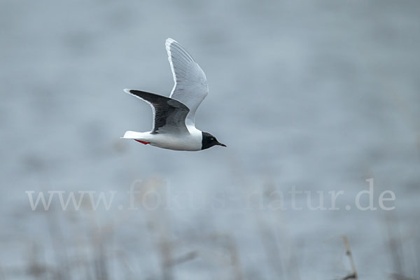 Zwergmöwe (Larus minutus)