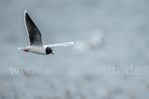 Zwergmöwe (Larus minutus)