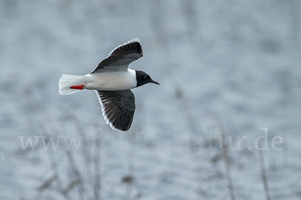 Zwergmöwe (Larus minutus)