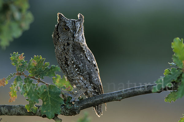 Zwergohreule (Otus scops)