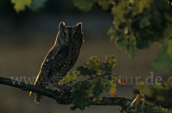 Zwergohreule (Otus scops)