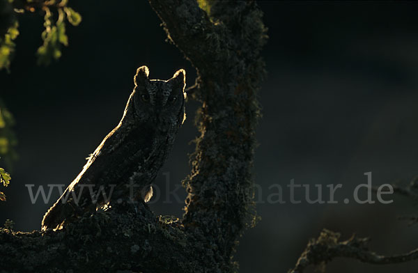 Zwergohreule (Otus scops)