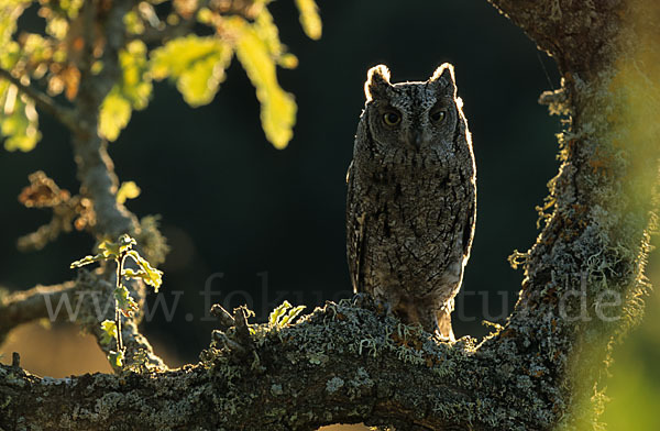 Zwergohreule (Otus scops)