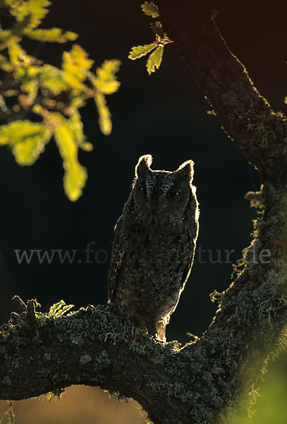 Zwergohreule (Otus scops)