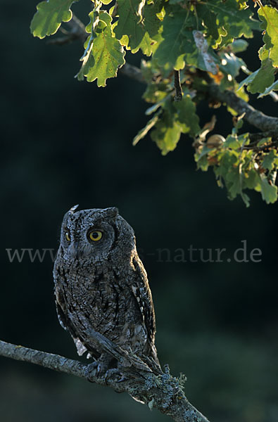 Zwergohreule (Otus scops)