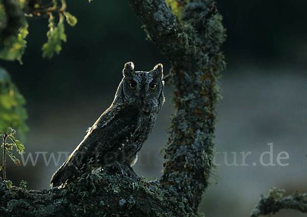 Zwergohreule (Otus scops)